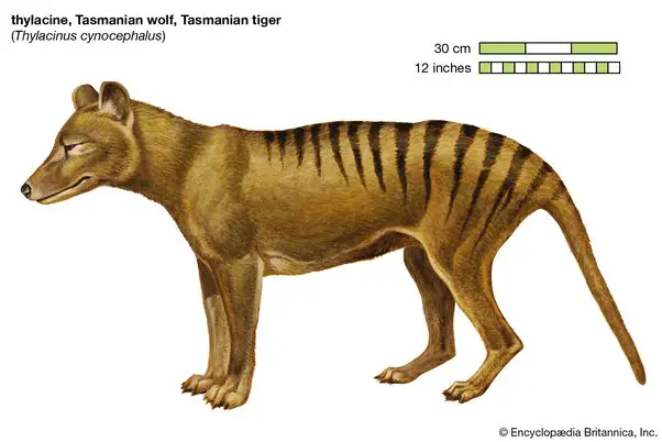 the thylacine ielts reading answers explanation location pdf